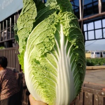 黄心白菜