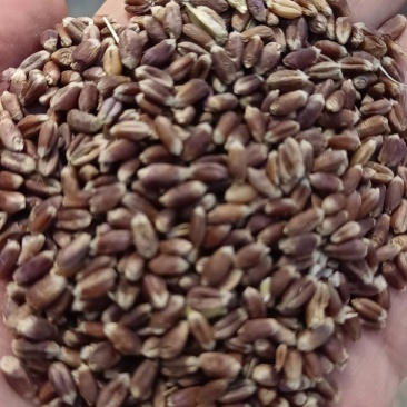 富硒黑小麦，高价值的营养保健小麦品种，先到先得