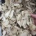 当归头片批发无硫精选当归头片500克样品全归头片批发中药