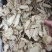 当归头片批发无硫精选当归头片500克样品全归头片批发中药