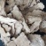 当归头片批发无硫精选当归头片500克样品全归头片批发中药