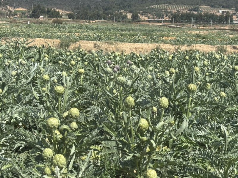 头茬大果云南特产蔬菜洋蓟现摘现发新鲜食材代发批发品质保证