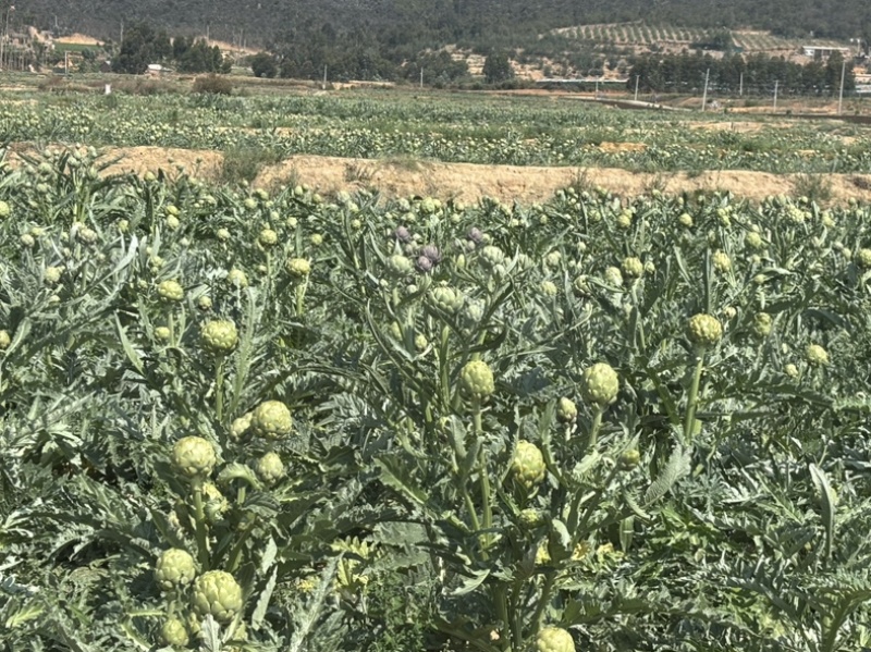 头茬大果云南特产蔬菜洋蓟现摘现发新鲜食材代发批发品质保证