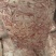 猪骨髓