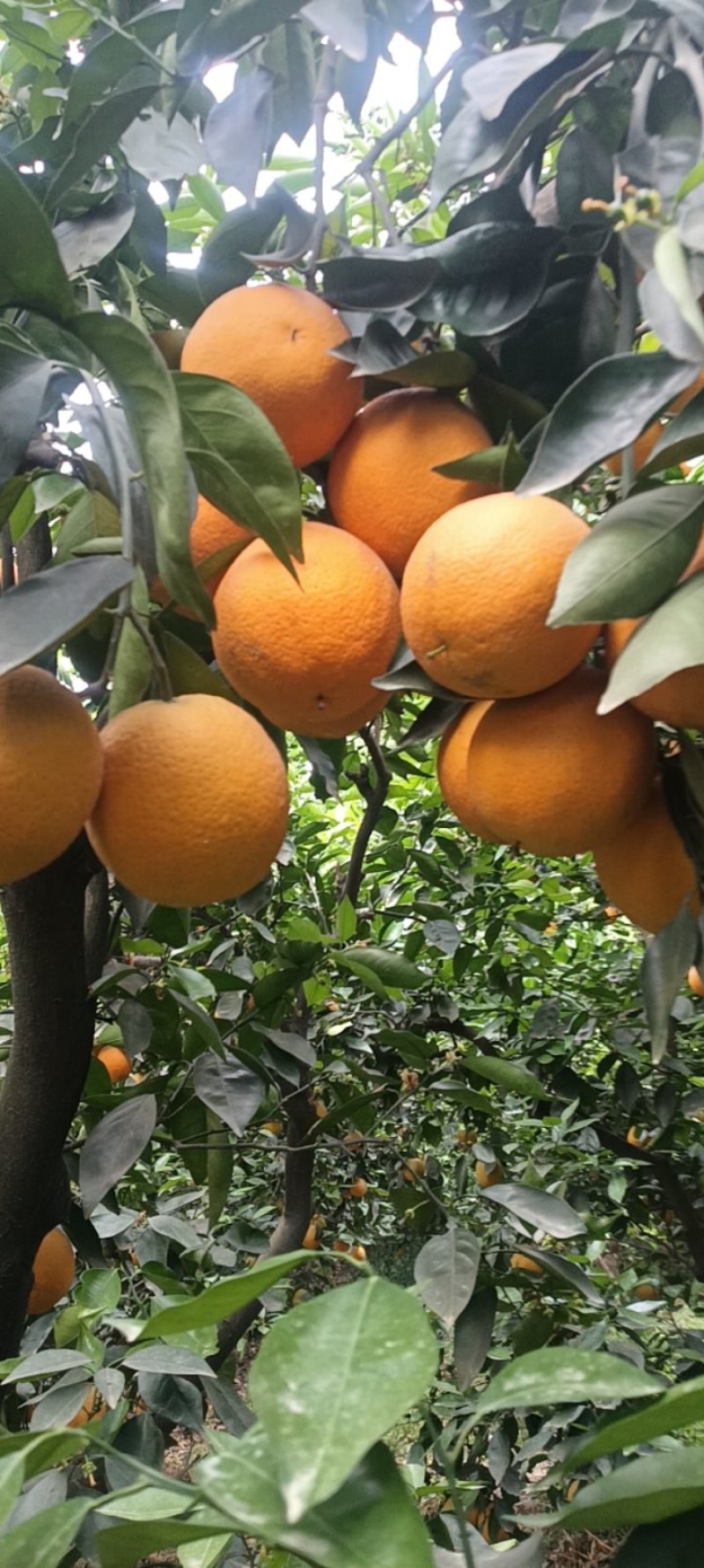 夏橙