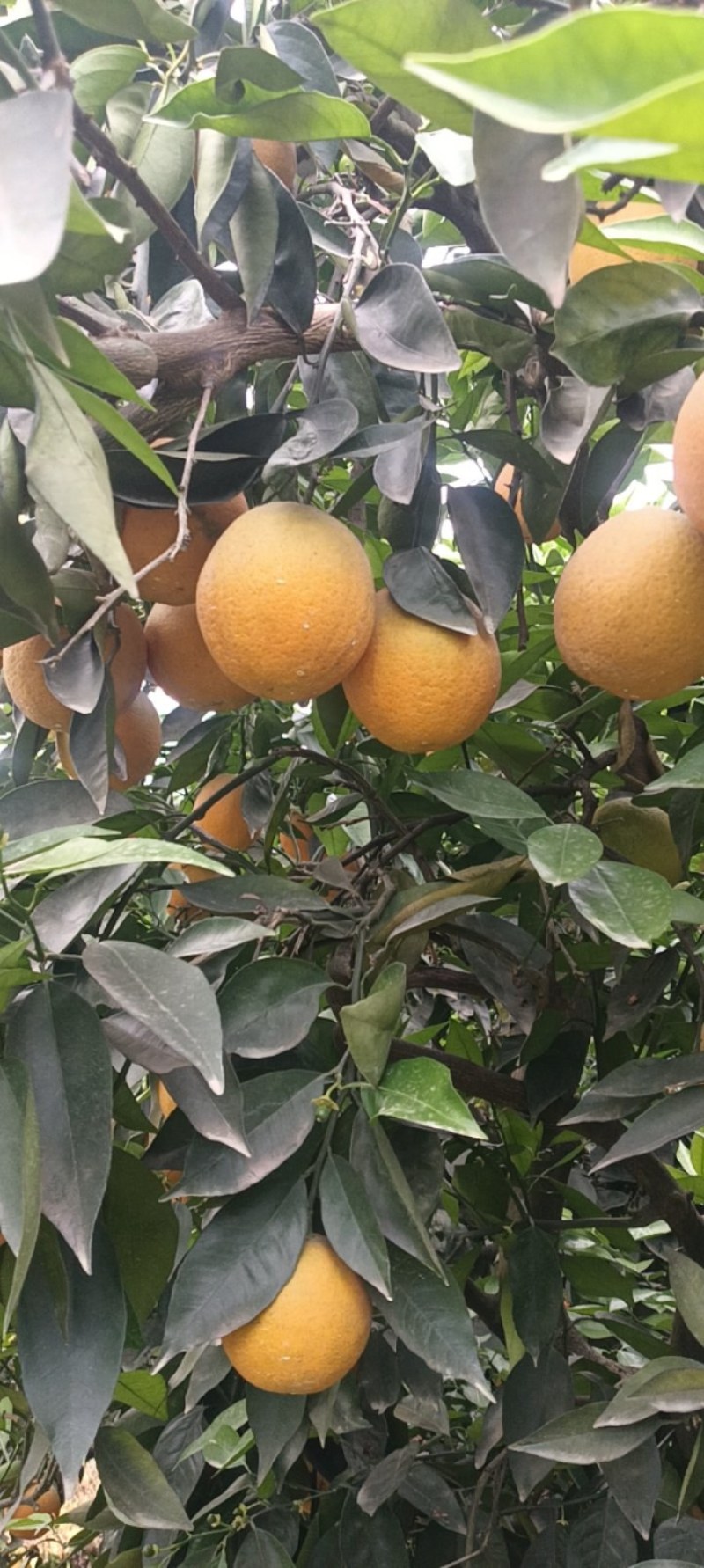 夏橙