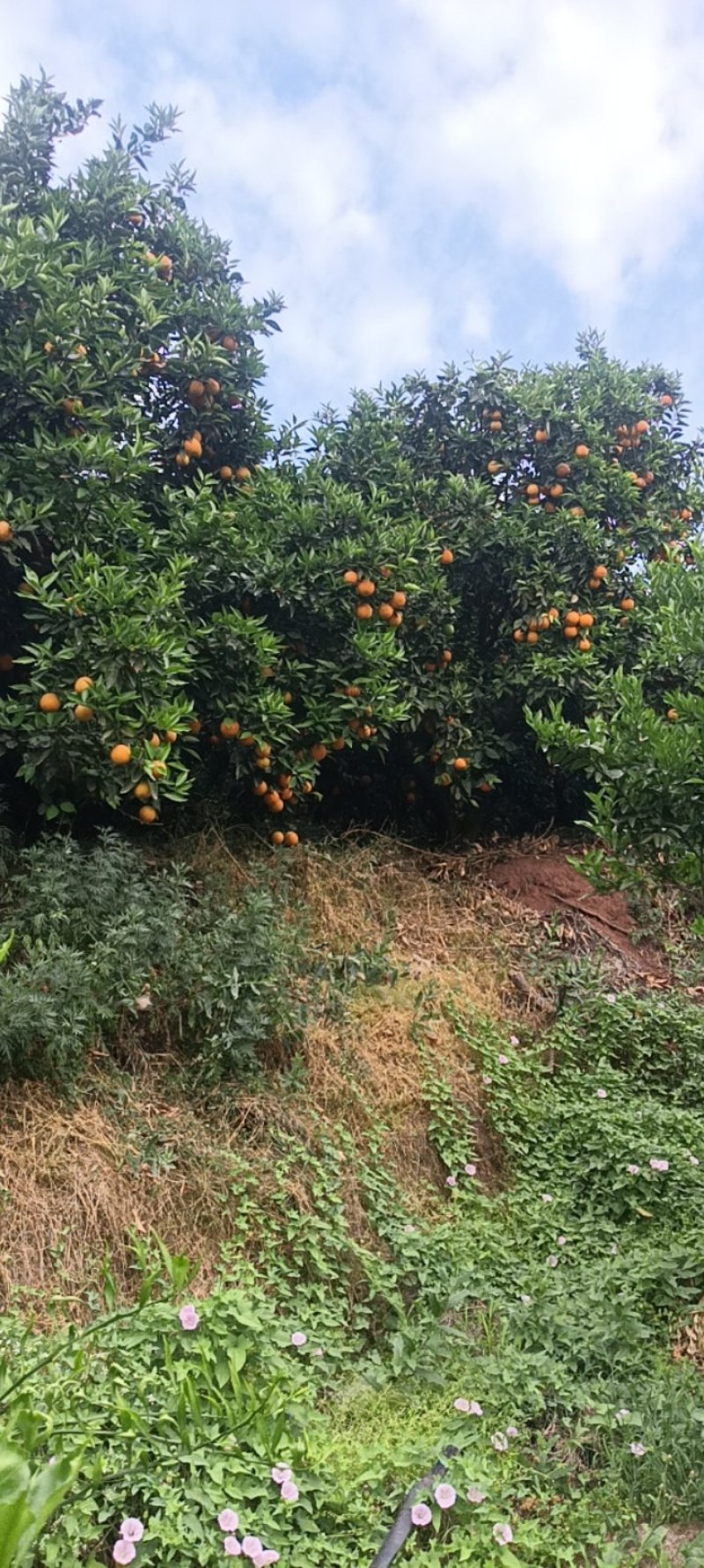 夏橙