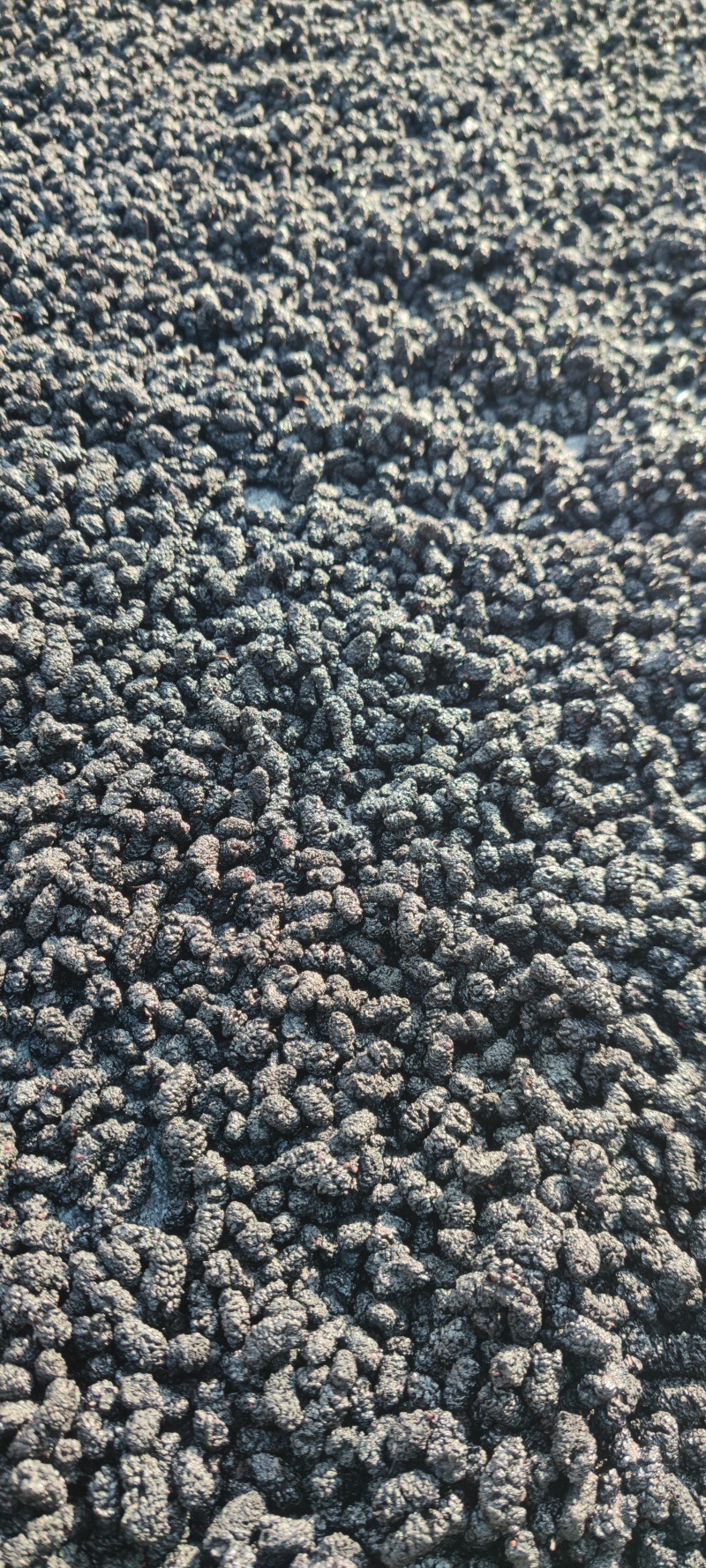 桑葚干黑桑籽干果电商平台供应花茶饮片药厂货泡酒一件代发