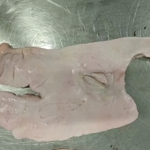 无耳猪头皮