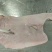 无耳猪头皮