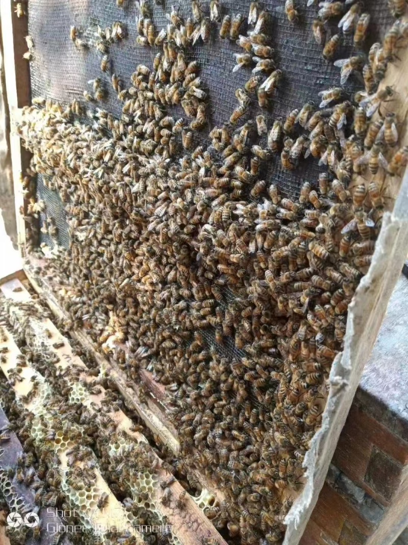 一手货源蜂蜜对接全国市场量大从优欢迎采购热卖中