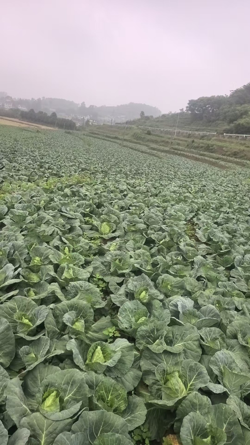 牛心菜