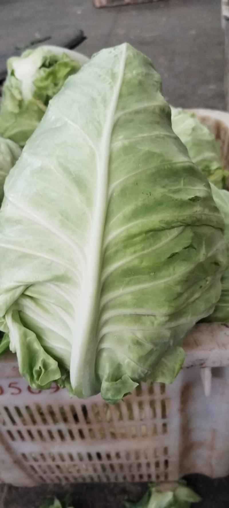牛心菜