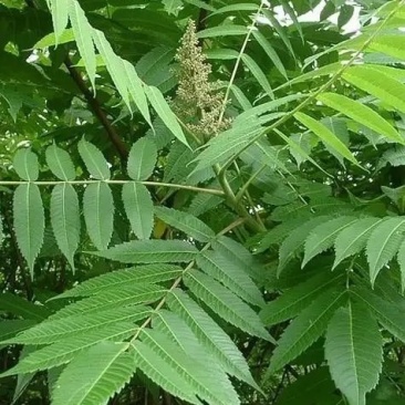 苦木