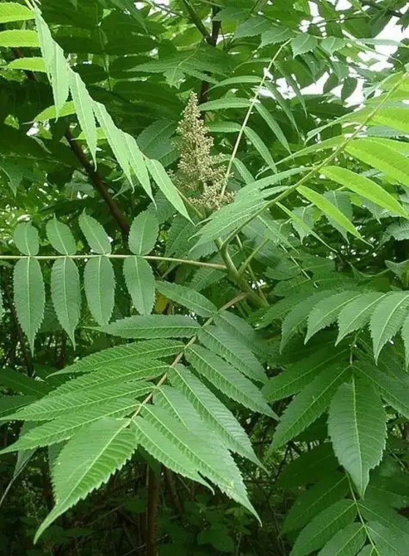 苦木