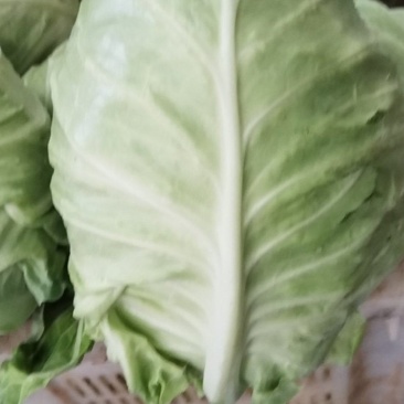 牛心菜