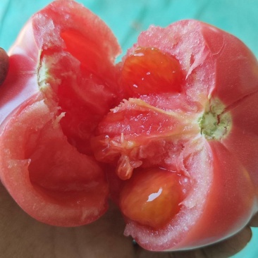 普罗旺斯水果西红柿
