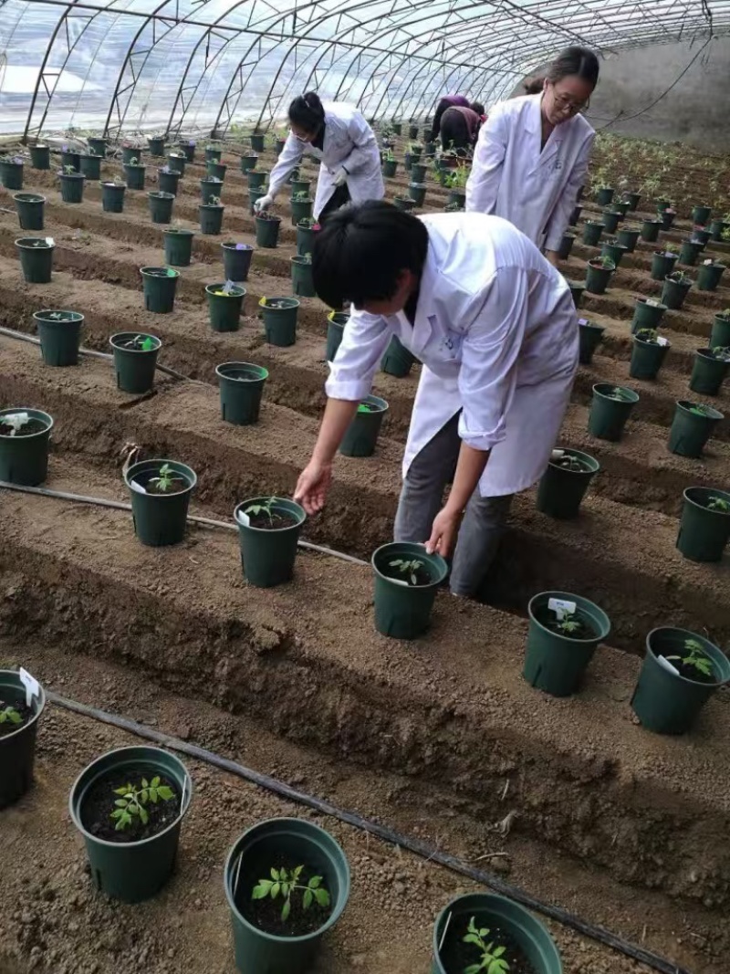蔬菜速效营养液一手货源一手价格源头厂家全年有货按需提供方案