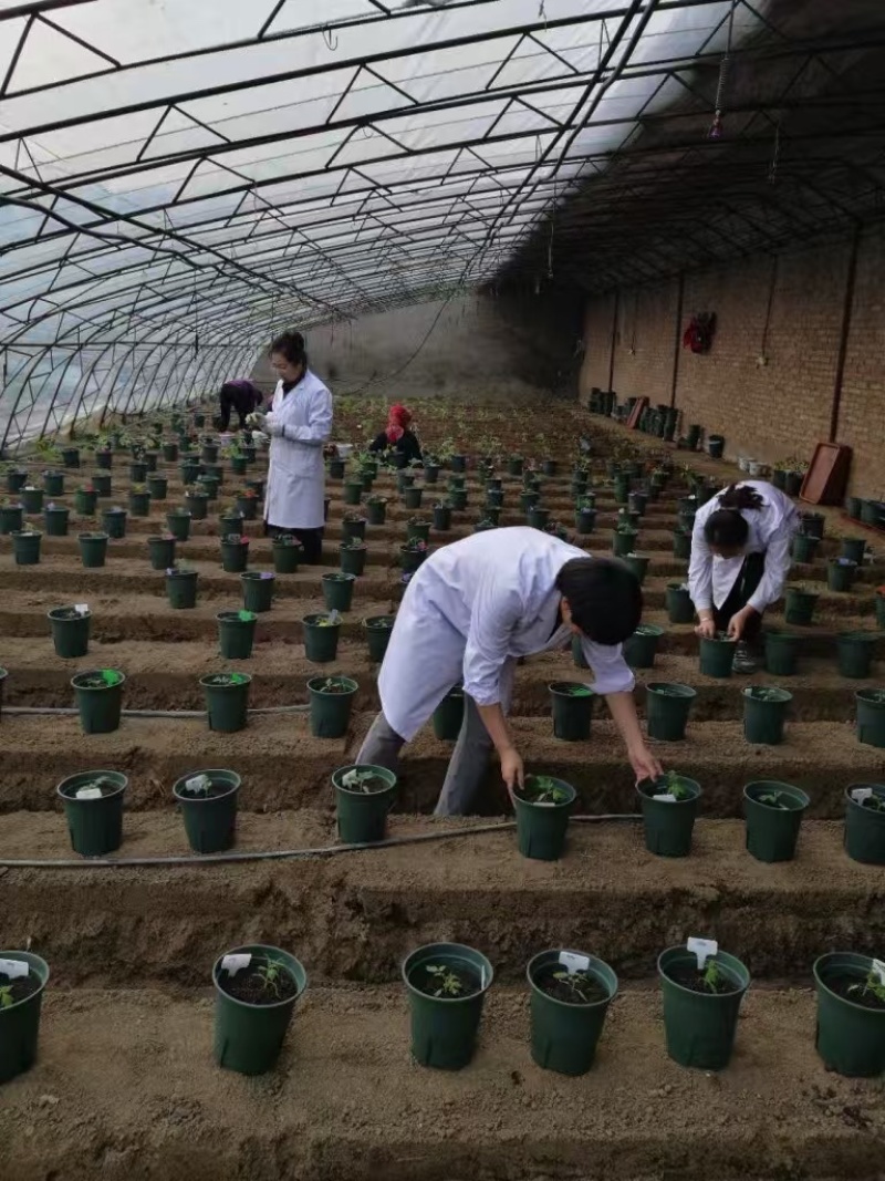 蔬菜速效营养液一手货源一手价格源头厂家全年有货按需提供方案
