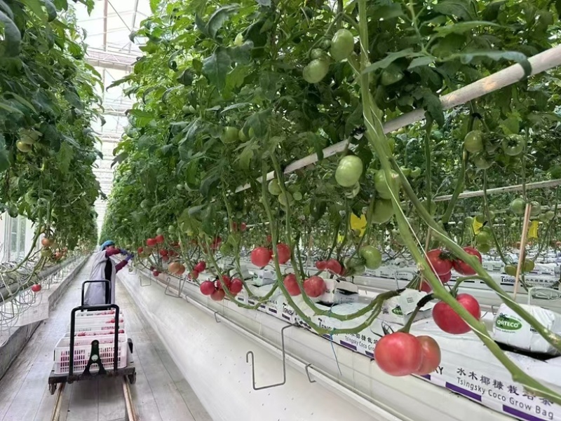 蔬菜速效营养液一手货源一手价格源头厂家全年有货按需提供方案