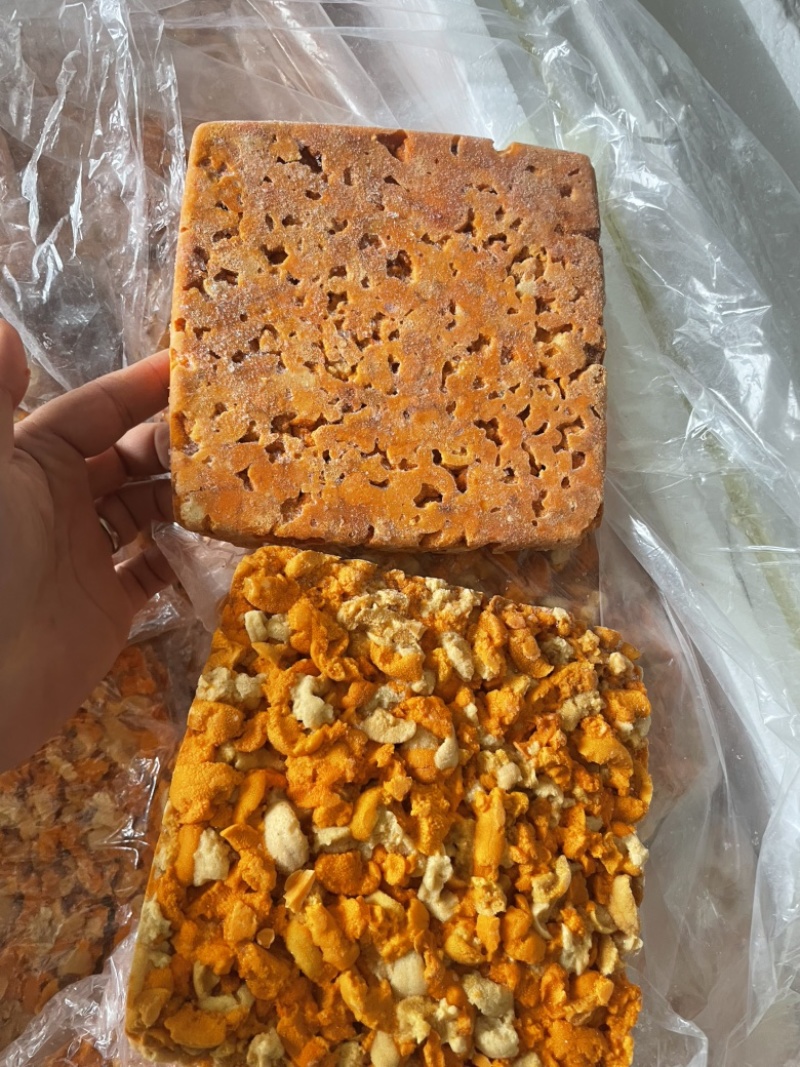马胆、马粪胆