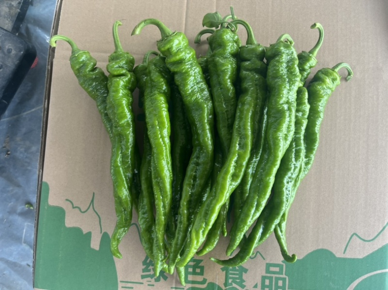 精品螺丝椒