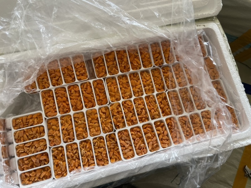 马粪胆