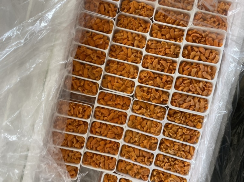 马粪胆