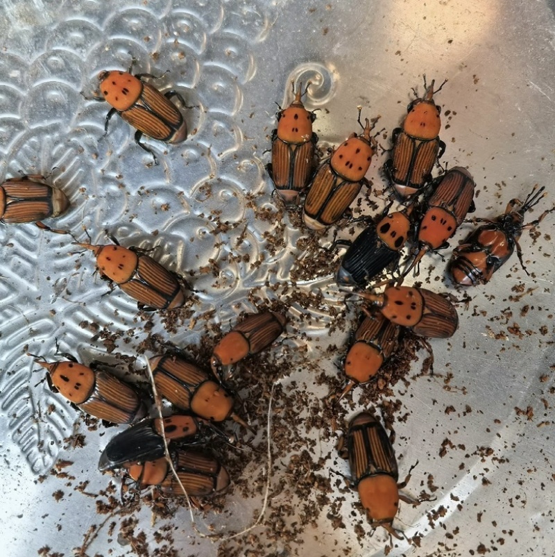 竹虫甲虫