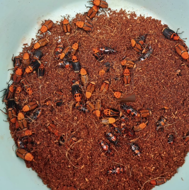竹虫甲虫