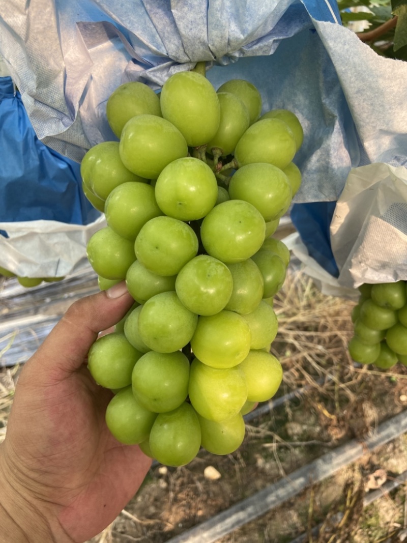 阳光玫瑰葡萄，价优物美，产地直销，欢迎老板合作