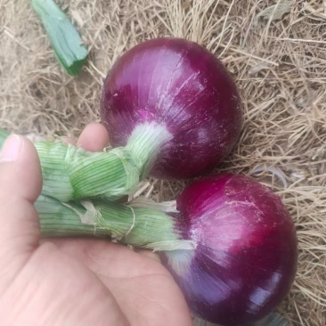 周口洋葱万亩基地洋葱品种齐全、保证质量、代发全国、