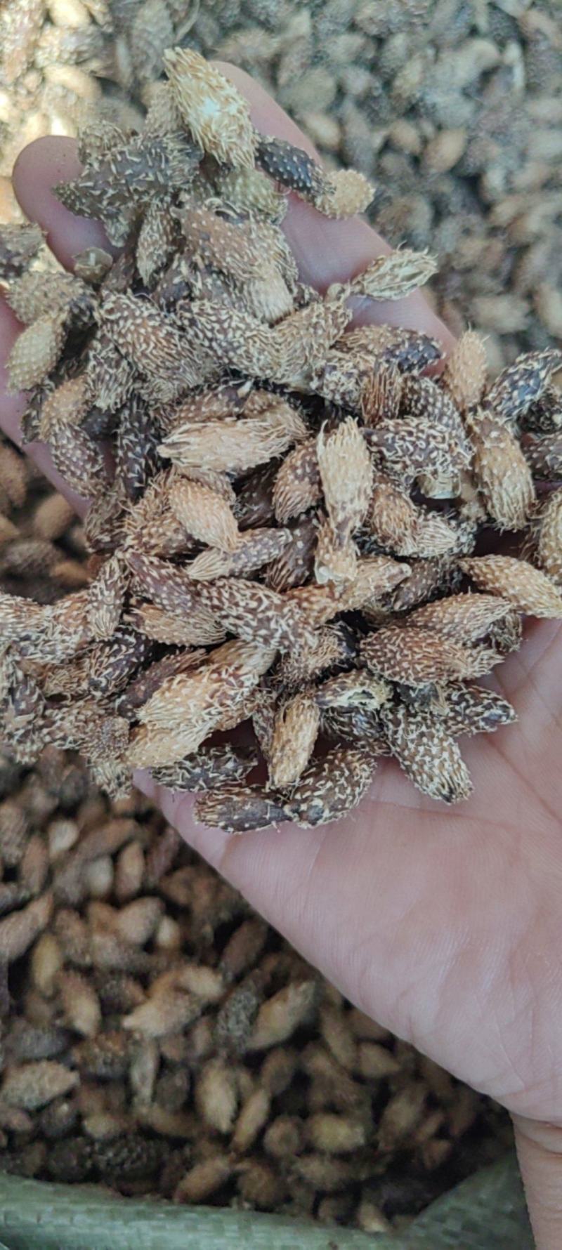 苍耳子批发价格