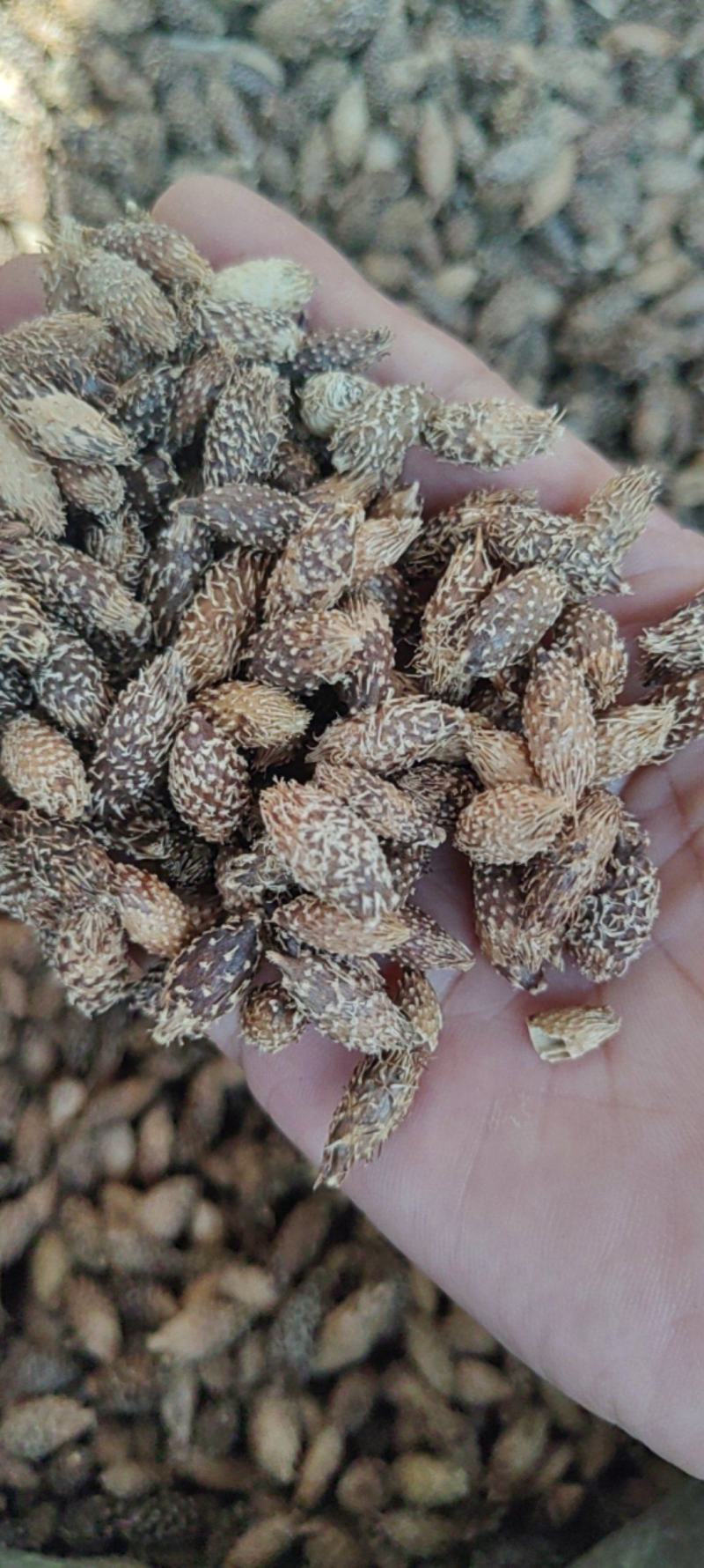 苍耳子批发价格