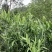 精品粽子芒叶