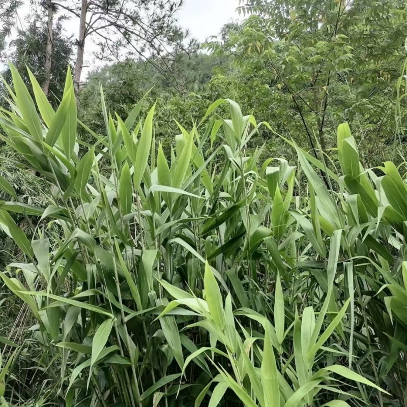 精品粽子芒叶
