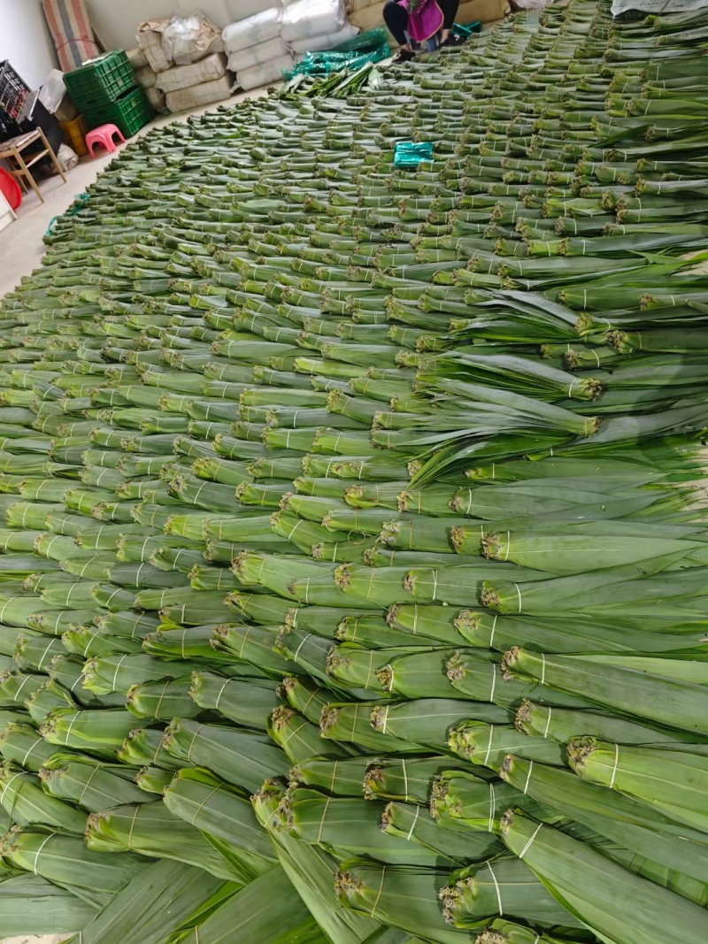 精品粽子芒叶
