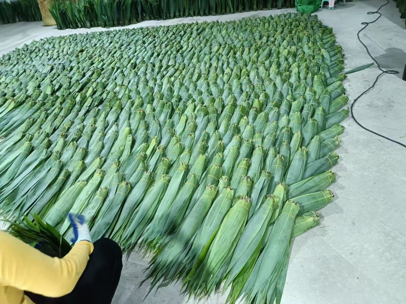 精品粽子芒叶