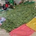 精品粽子芒叶