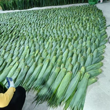 精品粽子芒叶