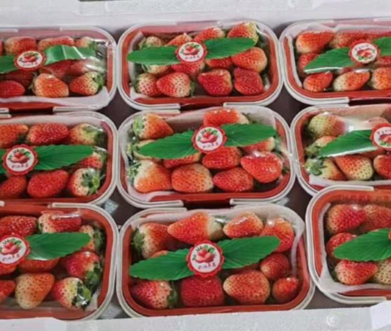 基地精选品种蒙特瑞草莓