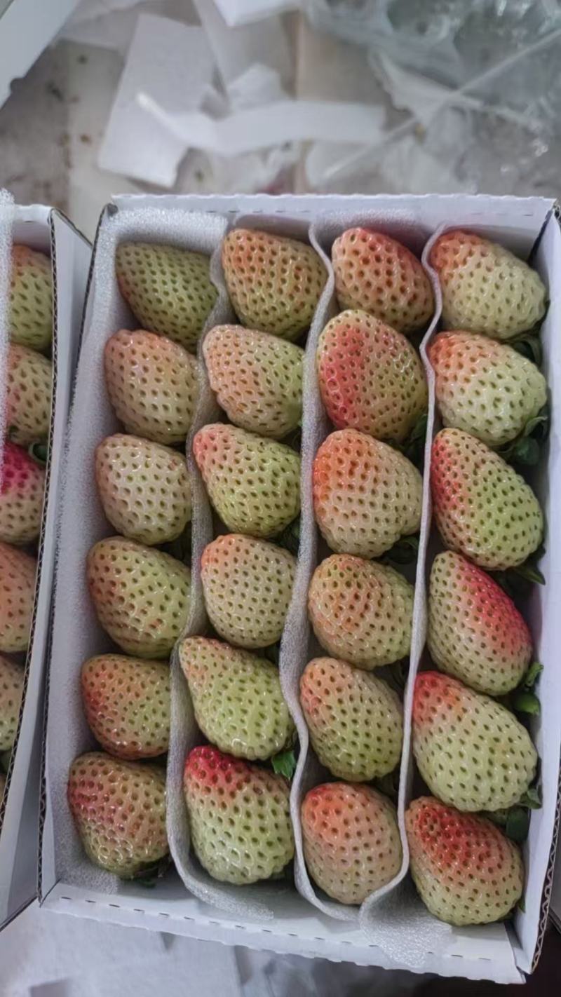 基地精选品种蒙特瑞草莓