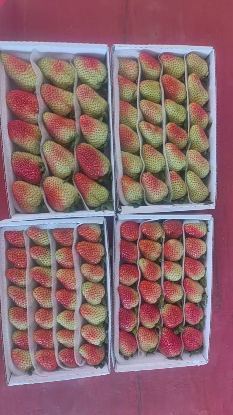基地精选品种蒙特瑞草莓