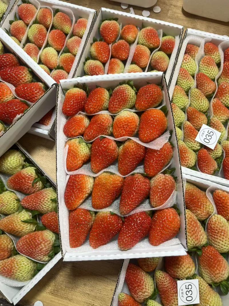 基地精选品种蒙特瑞草莓