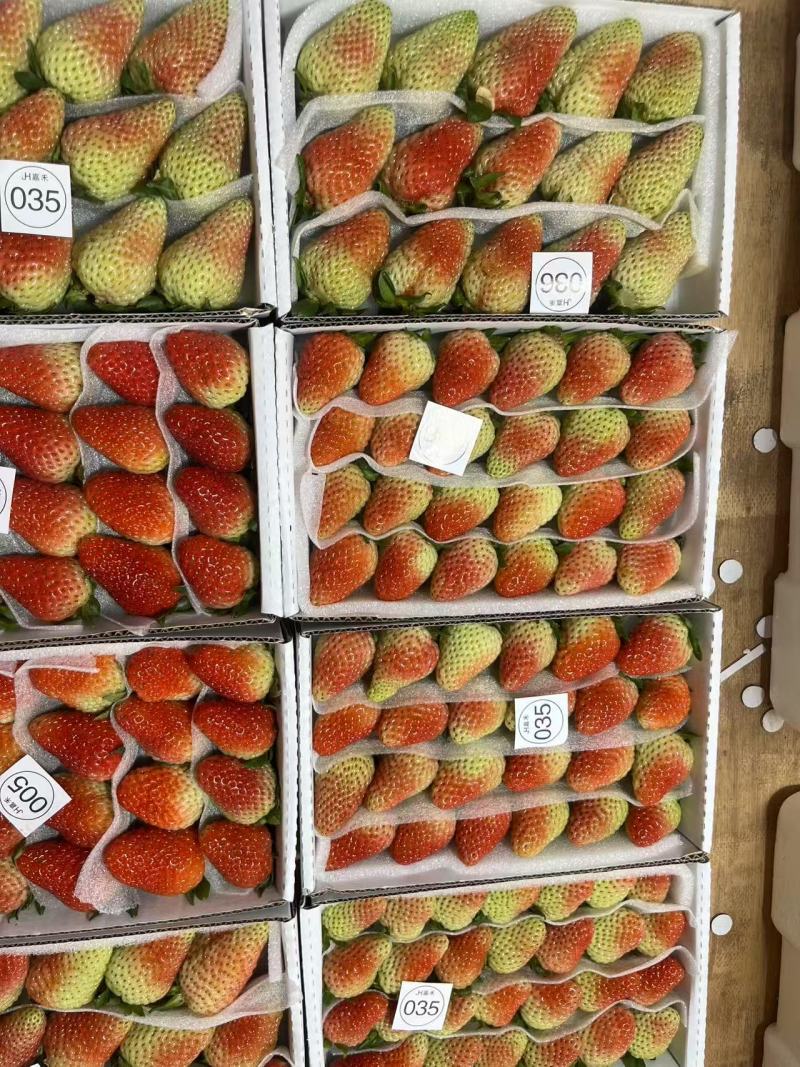 基地精选品种蒙特瑞草莓