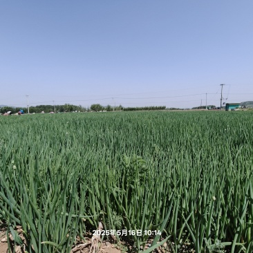 辽宁朝阳葱苗