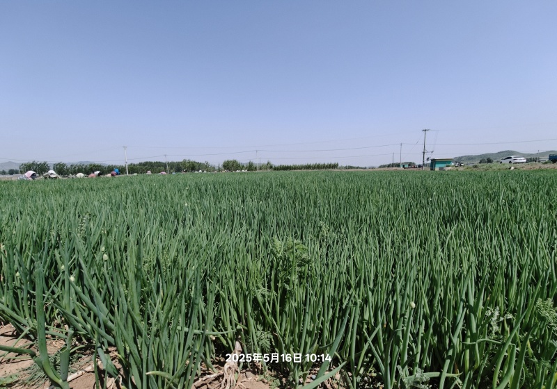 辽宁朝阳葱苗