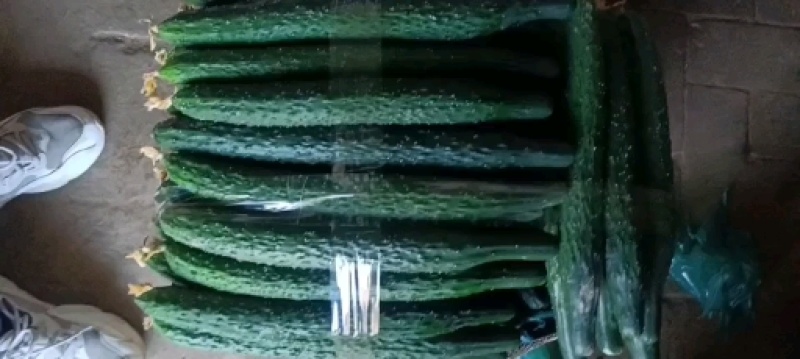 精品大棚密刺黄瓜精品大棚密刺黄瓜大棚密刺黄瓜