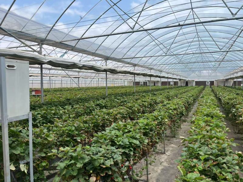 精品蒙特瑞草莓云南基地直发品质保障诚信经营