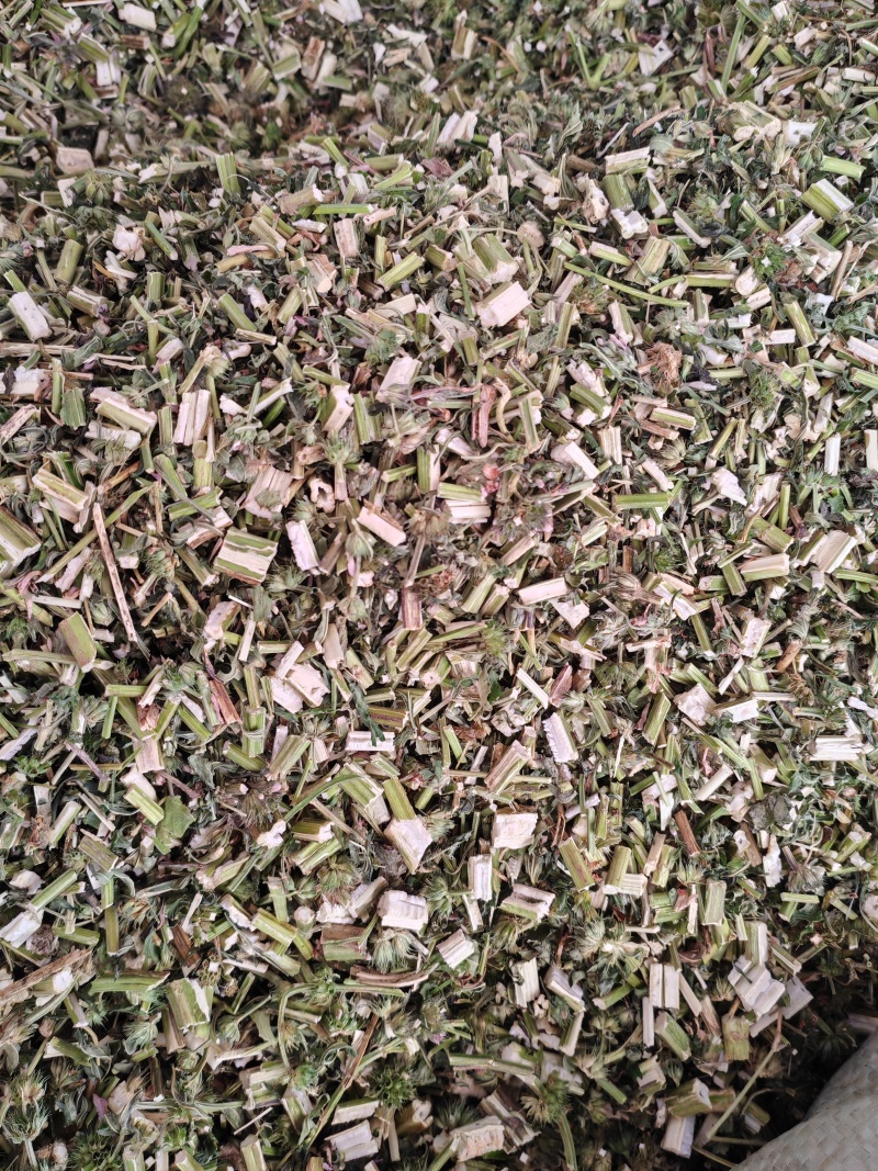 益母草